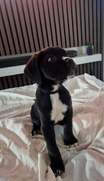 4 STUNNING FEMALE CANE CORSO READY NOW