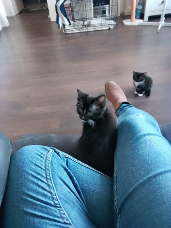 Gorgeous kittens