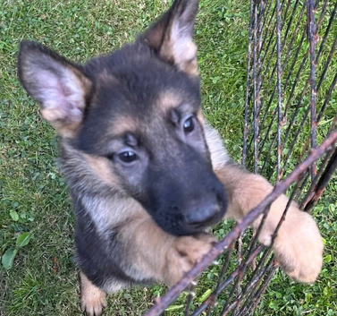 Gorgeous baby&rsquo;s for sale