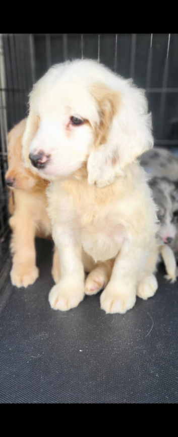 Cockapoo puppy's