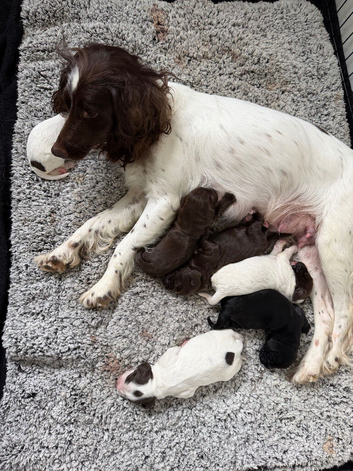 Sprocker puppies for sale