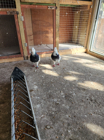 Pair of iranian pigeons