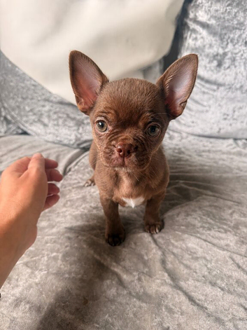 Dark chocolate female available Russian lines