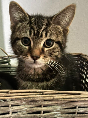 10 Week Old Kittens