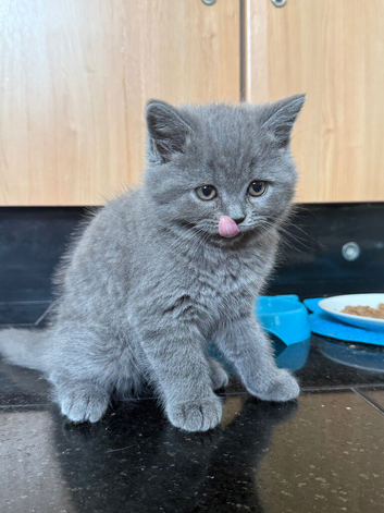 British Shorthair