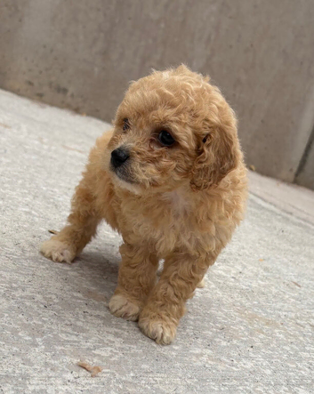 Poochon puppies for sale