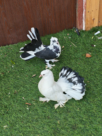 Indian fantail young pair