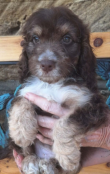 Stunning F1 cockapoo puppies available