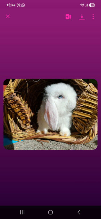 Mini lop