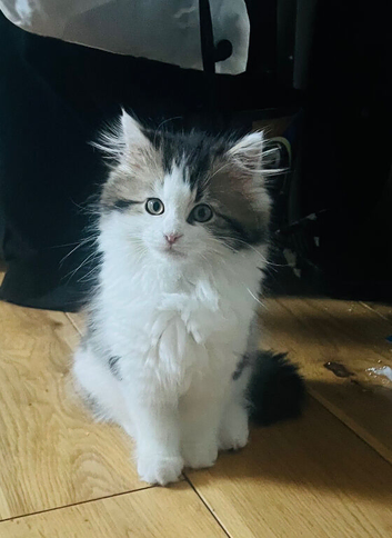 Siberian kitten
