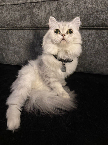 2 year old female