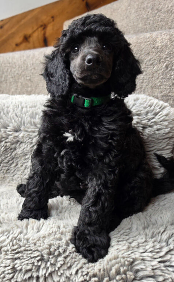 Exceptional Quality Moyen Poodles