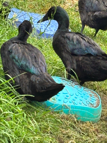 Cayuga ducks free