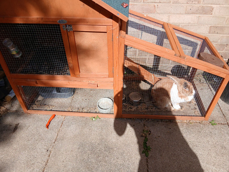 Rabbit