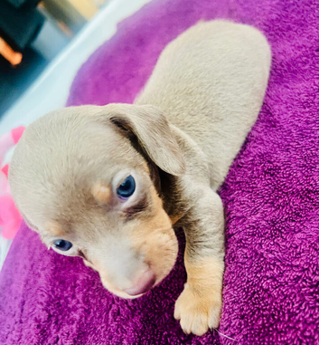 Dachshund puppier