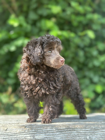 3 Toy Poodle Puppies