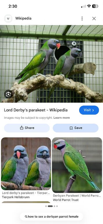 Derbayan parrot