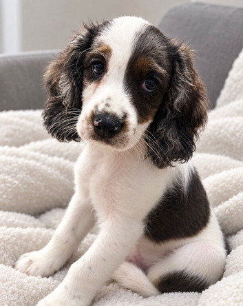 Cavapoo Puppie&rsquo;s Ready Now
