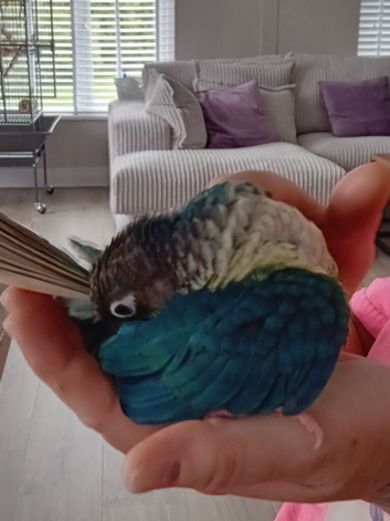 GC Conure turquoise and cinnamon