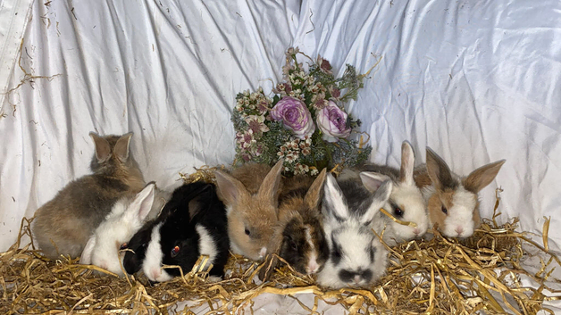 Baby rabbits ready now