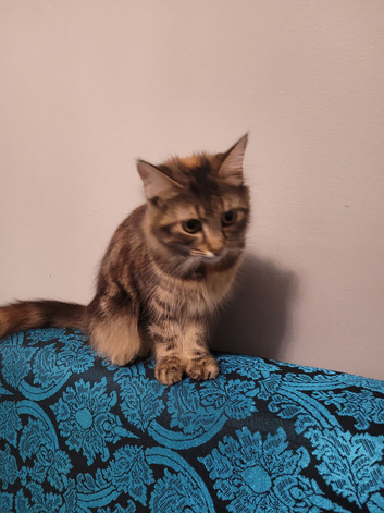 Kitten for sale