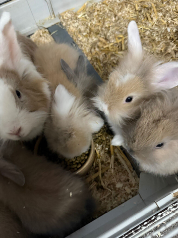 Rabbits for sale lion head