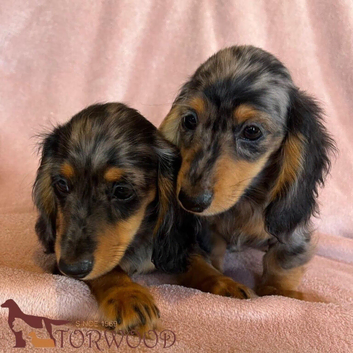 Gorgeous longhaired miniature dachshund - silver dapple boys