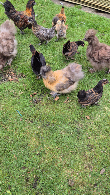 Silkrama chicks (silkie x serama)
