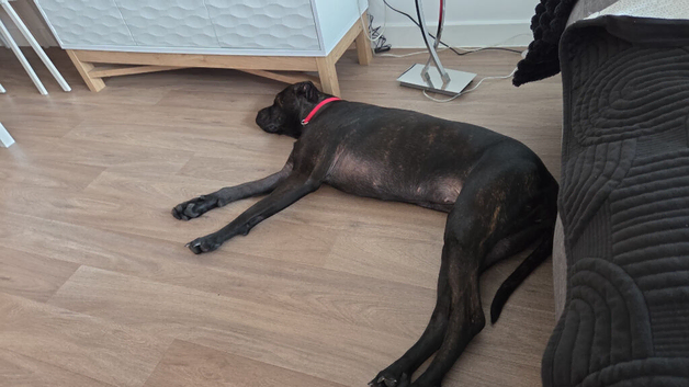 Cane corso x boxer