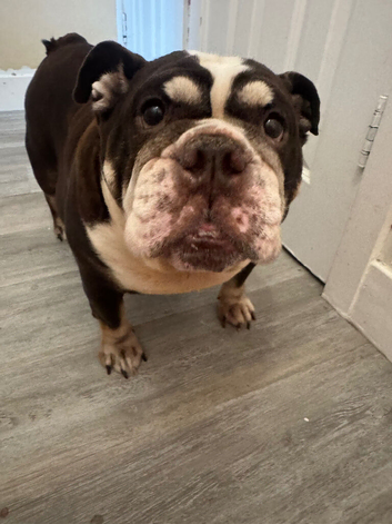 English bulldog