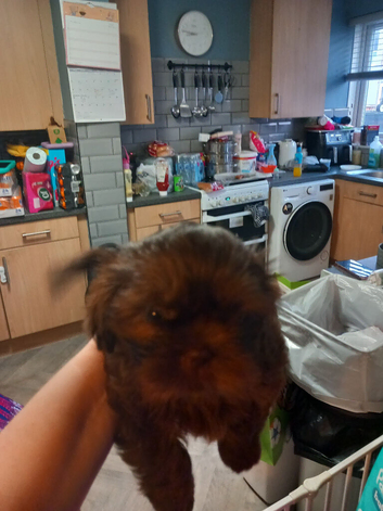Stunning Imperial shih stzu ready to go.