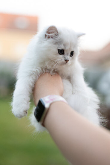 Beautiful kittens ready for their forever home