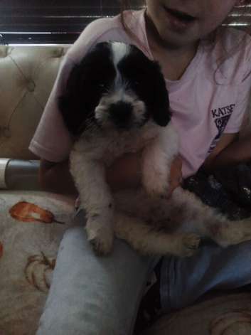 Gorgeous spaniel puppies
