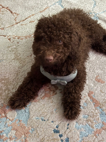 Toy Cavapoo