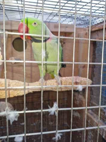 Alexanderin bonded pair