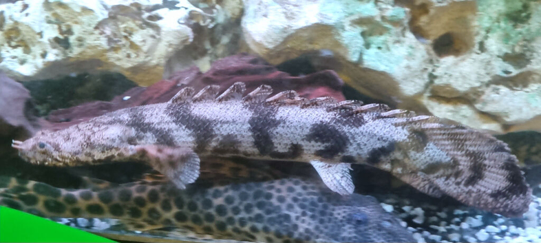 Endlicheri Endlicheri Bichir