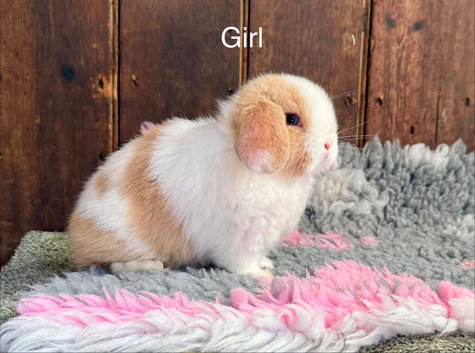 Stunning Mini Lops- Ready to Leave Now