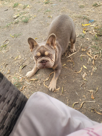 Female french bulldog