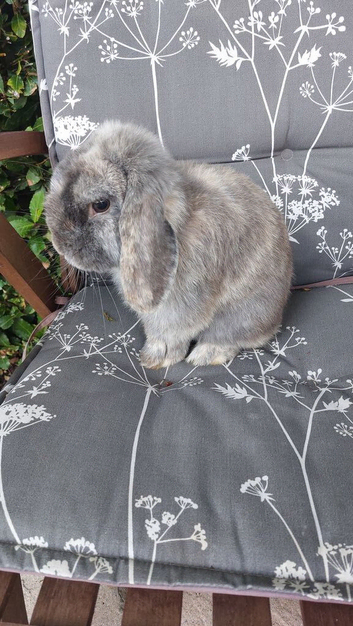 Mini lop male rabbit