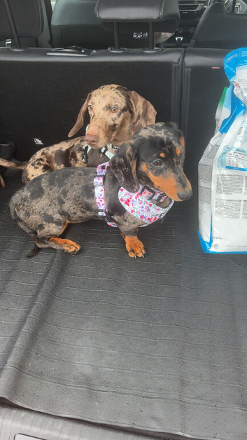 2 dachshund for rehoming