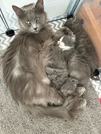 Norwegian forest cat x Scottish straight