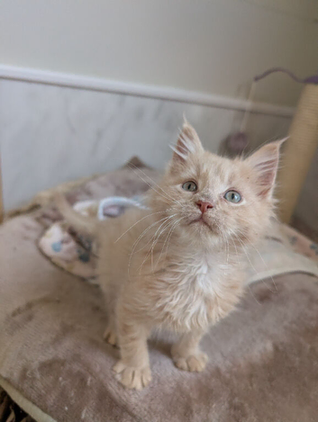 Tica pedigree male kitten