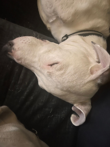 Urgent rehoming of max