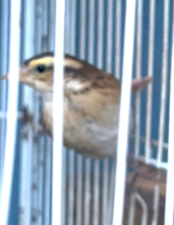 Male finch sale or exchange