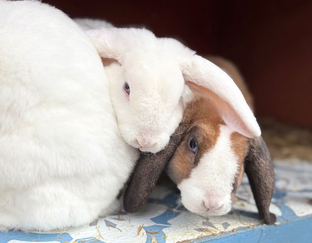 Gorgeous Mini Plush Lops