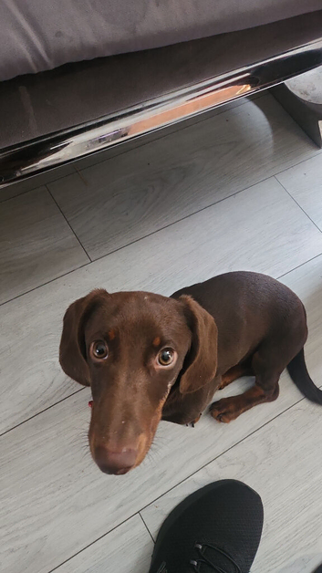 Miniature breed