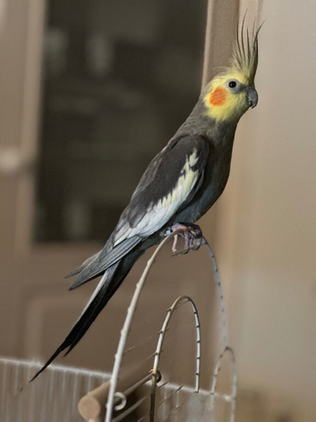 Grey Cockatiel parrot