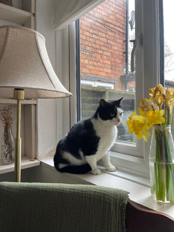 Blue 2 year old cat