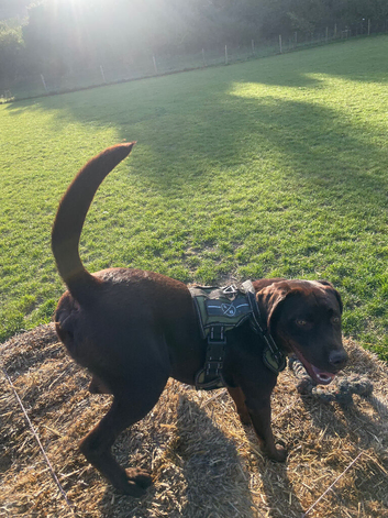Chocolate Labrador retriever for stud