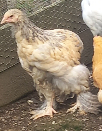 Brahma and cochin females